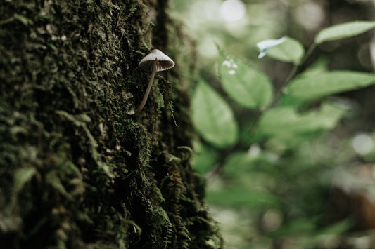 Peekaboo mushroom metal print